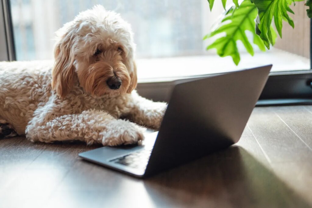 We Need to Talk About Wednesday’s Doggone Connections Puzzle Dog at laptop computer
