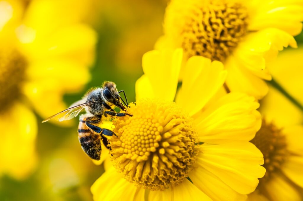 Bee gathering nectar and pollen on yellow flowers.