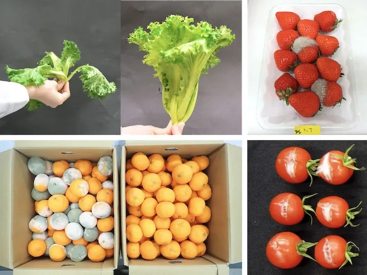 This Sudden Blast of Light Puts Produce Into Defense Mode to Stay Fresh This Sudden Blast of Light Puts Produce Into Defense Mode to Stay Fresh
